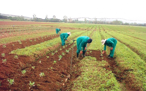Photo of Contractor’s action thwarting Planting for Food and Jobs initiative – MoFA